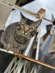 Lost Male Cat last seen Herndon and Teilman, Fresno, CA 93711