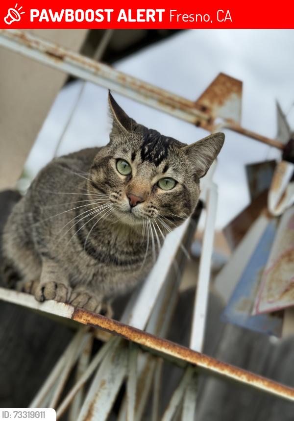 Lost Male Cat last seen Herndon and Teilman, Fresno, CA 93711