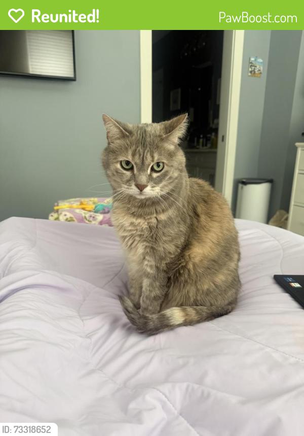 Reunited Female Cat last seen 11th and Park, between College and Central, Indianapolis, IN 46202