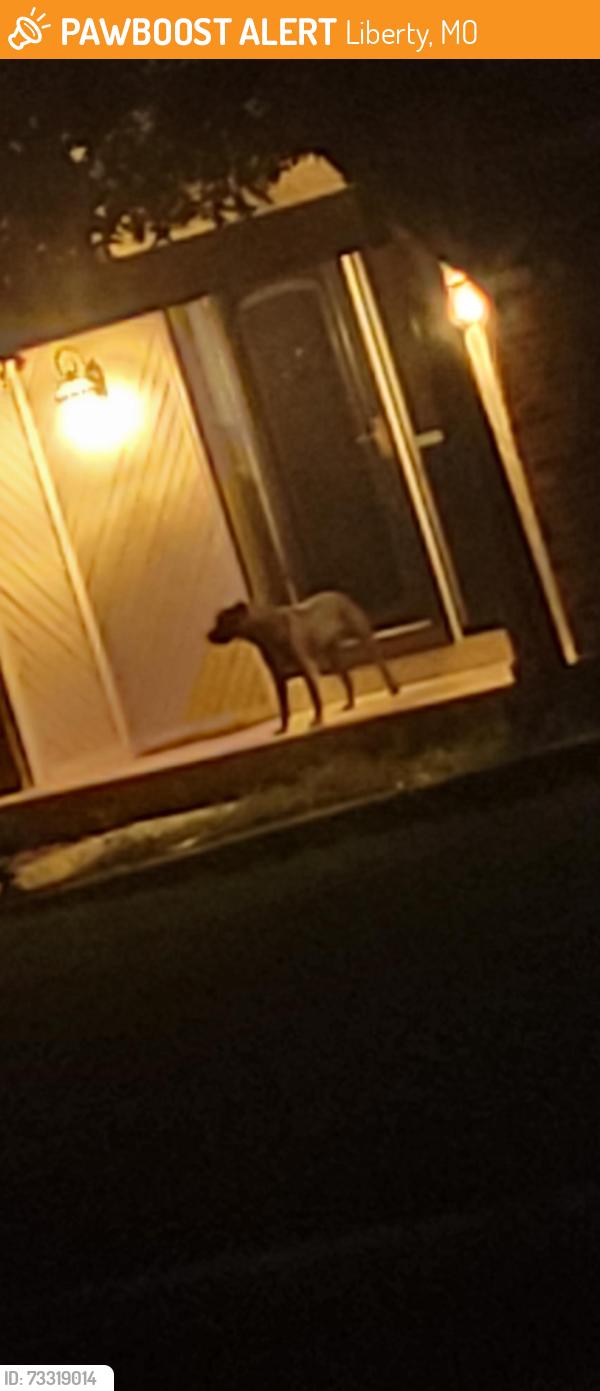 Found/Stray Unknown Dog last seen Northpoint Ave & Ridgeway Drive, Liberty, MO 64068