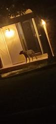 Found/Stray Unknown Dog last seen Northpoint Ave & Ridgeway Drive, Liberty, MO 64068
