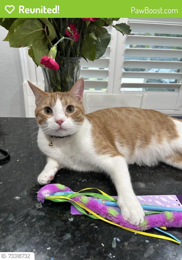 Reunited Male Cat last seen Clark & Willow, Long Beach, CA 90815