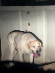 Found/Stray Unknown Dog last seen Claremont Ave, Albuquerque, NM 87111