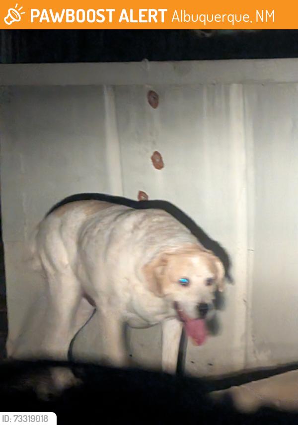 Found/Stray Unknown Dog last seen Claremont Ave, Albuquerque, NM 87111