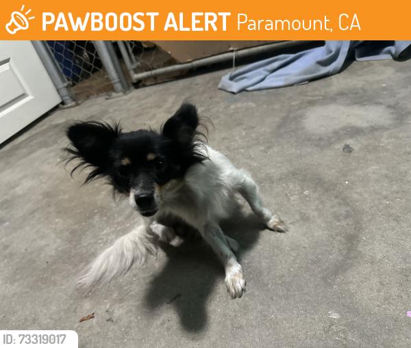 Found/Stray Male Dog last seen Anderson St and Ackley St by Weinerschnitzel, Paramount, CA 90723
