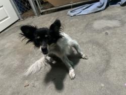 Found/Stray Male Dog last seen Anderson St and Ackley St by Weinerschnitzel, Paramount, CA 90723