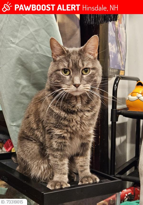 Lost Female Cat last seen Northfield Rd, Hinsdale, NH 05354