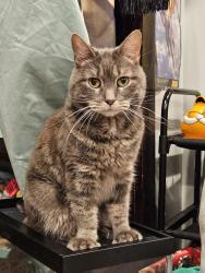Lost Female Cat last seen Northfield Rd, Hinsdale, NH 05354