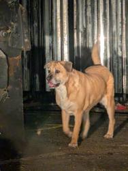 Found/Stray Unknown Dog last seen Claremont, Albuquerque, NM 87111