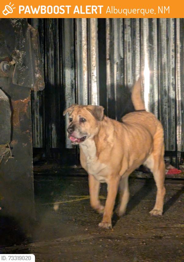 Found/Stray Unknown Dog last seen Claremont, Albuquerque, NM 87111