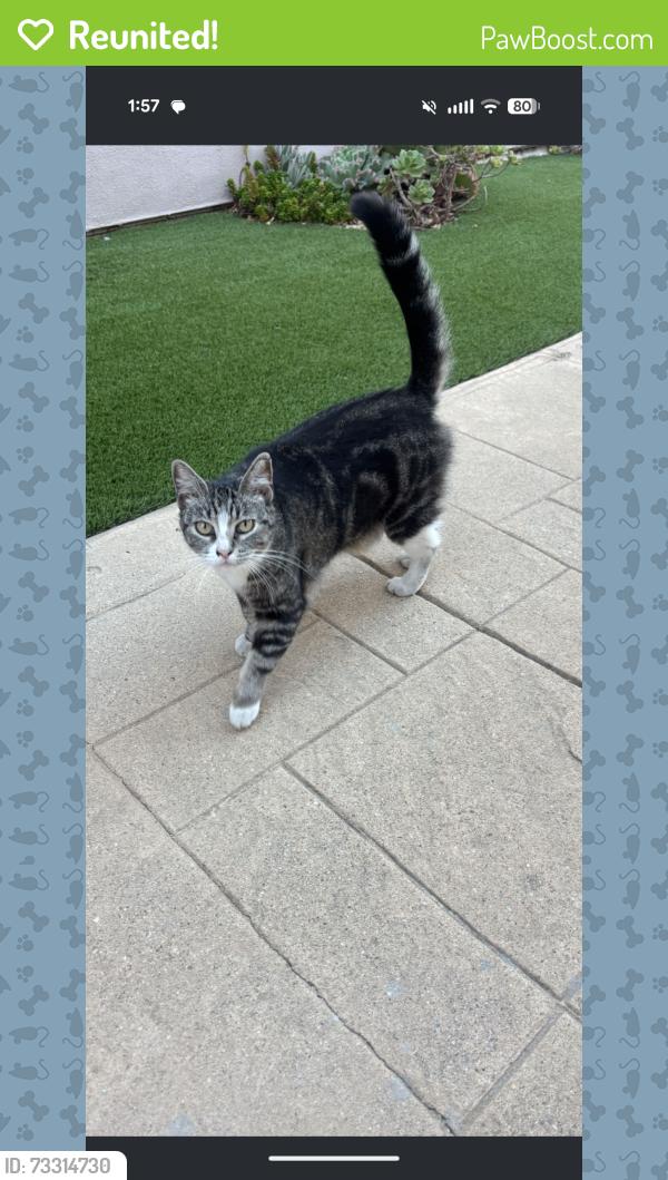 Reunited Female Cat last seen Fleming Middle School, Lomita, CA 90717