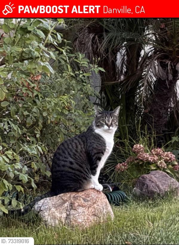 Lost Female Cat last seen BlackstoneDR and Tassajara Ranch DR, Danville, CA 94506