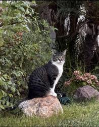 Lost Female Cat last seen BlackstoneDR and Tassajara Ranch DR, Danville, CA 94506