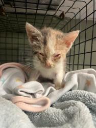 Shelter Stray Female Cat last seen Near BLOCK SHINDLER CROSSING DR, 2020 Forest St, Jacksonville, FL 32204, USA