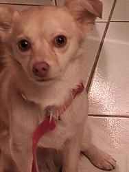 Lost Male Dog last seen Brookshire, Downey, CA 90242