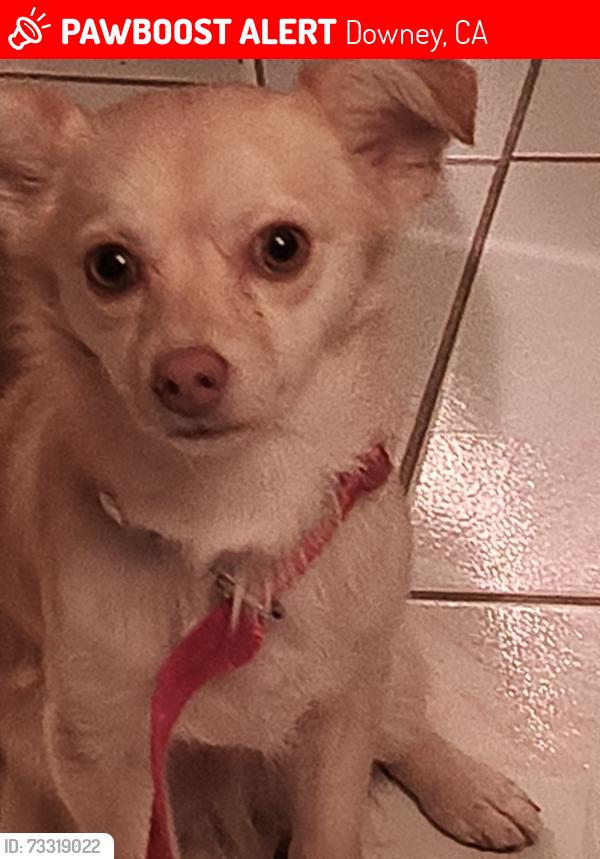 Lost Male Dog last seen Brookshire, Downey, CA 90242