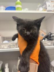 Shelter Stray Female Cat last seen Near, 2600 S Harding St, Indianapolis, IN 46221, USA