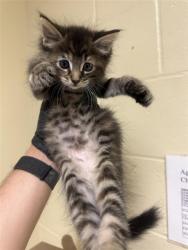 Shelter Stray Female Cat last seen 2ND ST & 42ND ST, 2127 Front St, Sacramento, CA 95818, USA