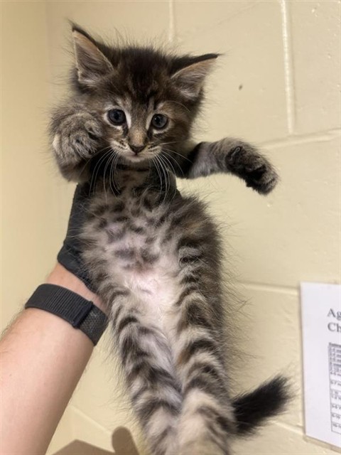 Shelter Stray Female Cat last seen 2ND ST & 42ND ST, 2127 Front St, Sacramento, CA 95818, USA
