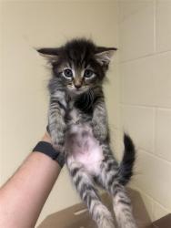 Shelter Stray Male Cat last seen 2ND ST & 42ND ST, 2127 Front St, Sacramento, CA 95818, USA