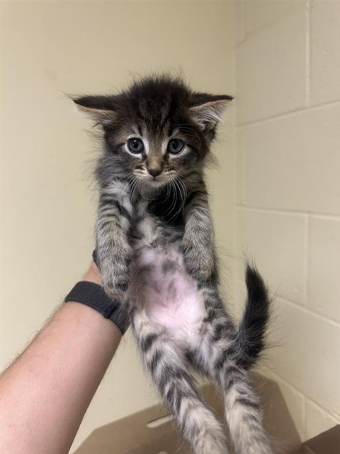 Shelter Stray Male Cat last seen 2ND ST & 42ND ST, 2127 Front St, Sacramento, CA 95818, USA