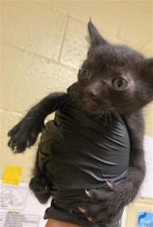 Shelter Stray Female Cat last seen TAYLOR ST & GRANGER AVE, 2127 Front St, Sacramento, CA 95818, USA