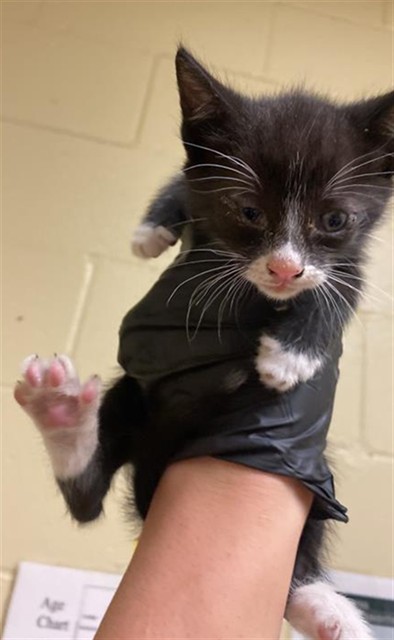 Shelter Stray Male Cat last seen TAYLOR ST & GRANGER AVE, 2127 Front St, Sacramento, CA 95818, USA