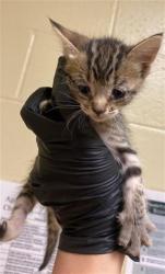 Shelter Stray Female Cat last seen TAYLOR ST & GRANGER AVE, 2127 Front St, Sacramento, CA 95818, USA