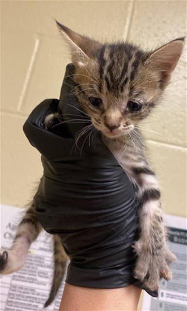 Shelter Stray Female Cat last seen TAYLOR ST & GRANGER AVE, 2127 Front St, Sacramento, CA 95818, USA