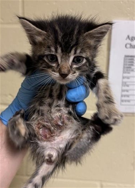 Shelter Stray Female Cat last seen GARDEN HWY & I 5 SB, 2127 Front St, Sacramento, CA 95818, USA