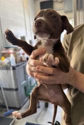 Shelter Stray Female Dog last seen ARDEN WAY & ACOMA ST, 2127 Front St, Sacramento, CA 95818, USA