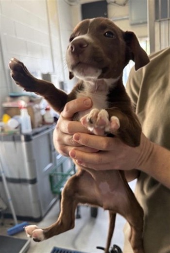 Shelter Stray Female Dog last seen ARDEN WAY & ACOMA ST, 2127 Front St, Sacramento, CA 95818, USA