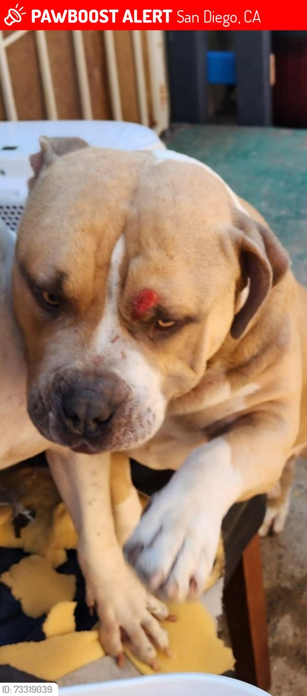 Lost Male Dog last seen Cross street, San Diego, CA 92105