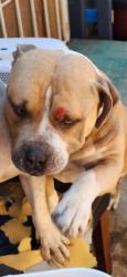 Lost Male Dog last seen Cross street, San Diego, CA 92105