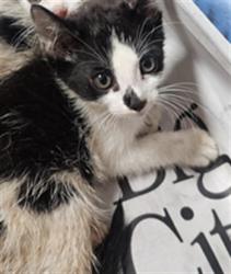 Shelter Stray Male Cat last seen , 3201 Lacy St, Los Angeles, CA 90031, USA