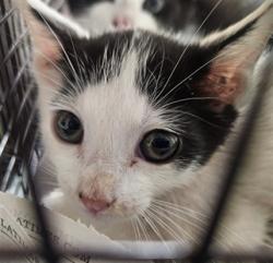 Shelter Stray Male Cat last seen , 3201 Lacy St, Los Angeles, CA 90031, USA
