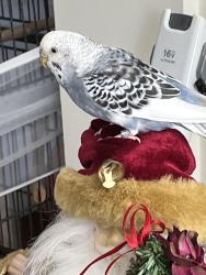 Lost Female Bird last seen Brookline st @Putnam Ave, Cambridge, MA 02139