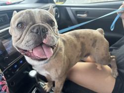 Found/Stray Male Dog last seen Topanga Canyon Blvd & Chase, Los Angeles, CA 91304