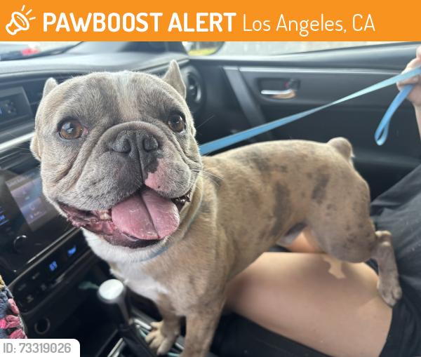 Found/Stray Male Dog last seen Topanga Canyon Blvd & Chase, Los Angeles, CA 91304