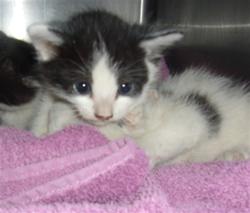 Shelter Stray Female Cat last seen , 14409 Vanowen St, Van Nuys, CA 91405, USA