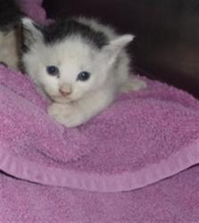 Shelter Stray Female Cat last seen , 14409 Vanowen St, Van Nuys, CA 91405, USA