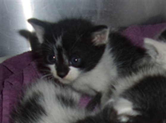 Shelter Stray Male Cat last seen , 14409 Vanowen St, Van Nuys, CA 91405, USA