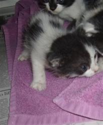 Shelter Stray Male Cat last seen , 14409 Vanowen St, Van Nuys, CA 91405, USA