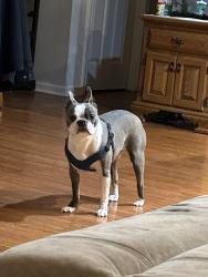 Lost Male Dog last seen Victory Park near 2nd and Arch, Royersford, PA 19468