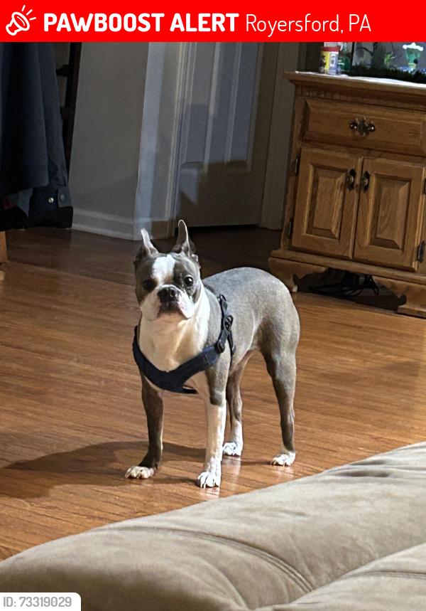 Lost Male Dog last seen Victory Park near 2nd and Arch, Royersford, PA 19468