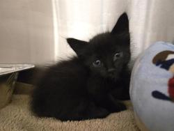 Shelter Stray Female Cat last seen PLACER CORPRATE`, 11232 B Ave, Auburn, CA 95603, USA