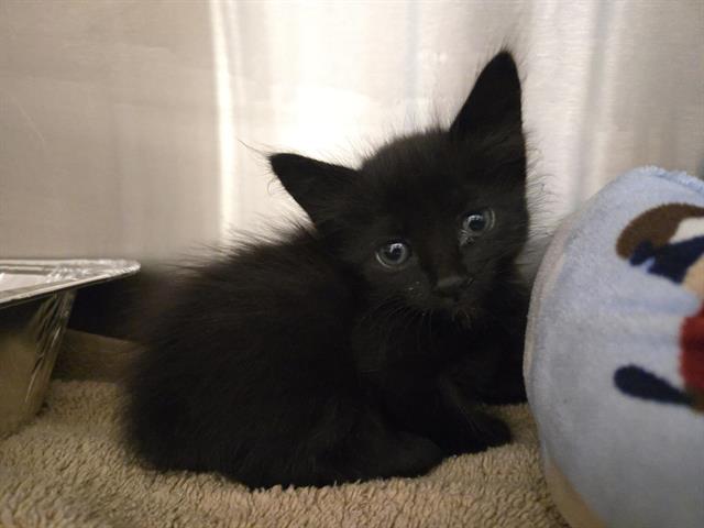 Shelter Stray Female Cat last seen PLACER CORPRATE`, 11232 B Ave, Auburn, CA 95603, USA