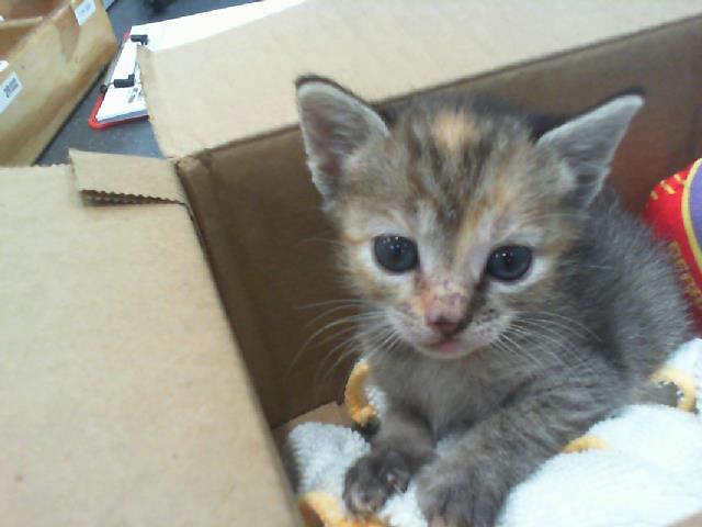 Shelter Stray Female Cat last seen PINEVILLE, 8315 Byrum Dr, Charlotte, NC 28217, USA