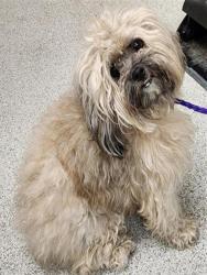 Shelter Stray Female Dog last seen ANGSLEY DR / GWINN CIR, 9150 Union Park Way, Elk Grove, CA 95624, USA