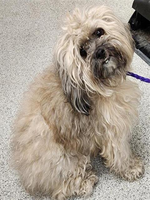 Shelter Stray Female Dog last seen ANGSLEY DR / GWINN CIR, 9150 Union Park Way, Elk Grove, CA 95624, USA